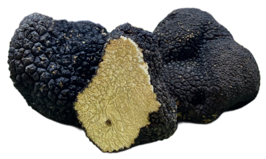 tartufo fresco di san miniato